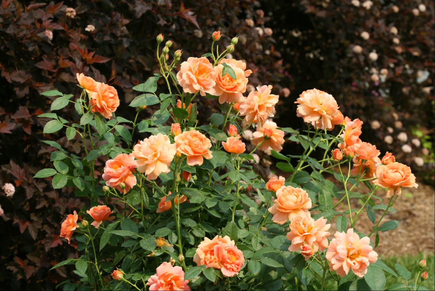 ROSE S &