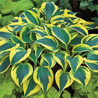 HOSTA SHADOWLAND &