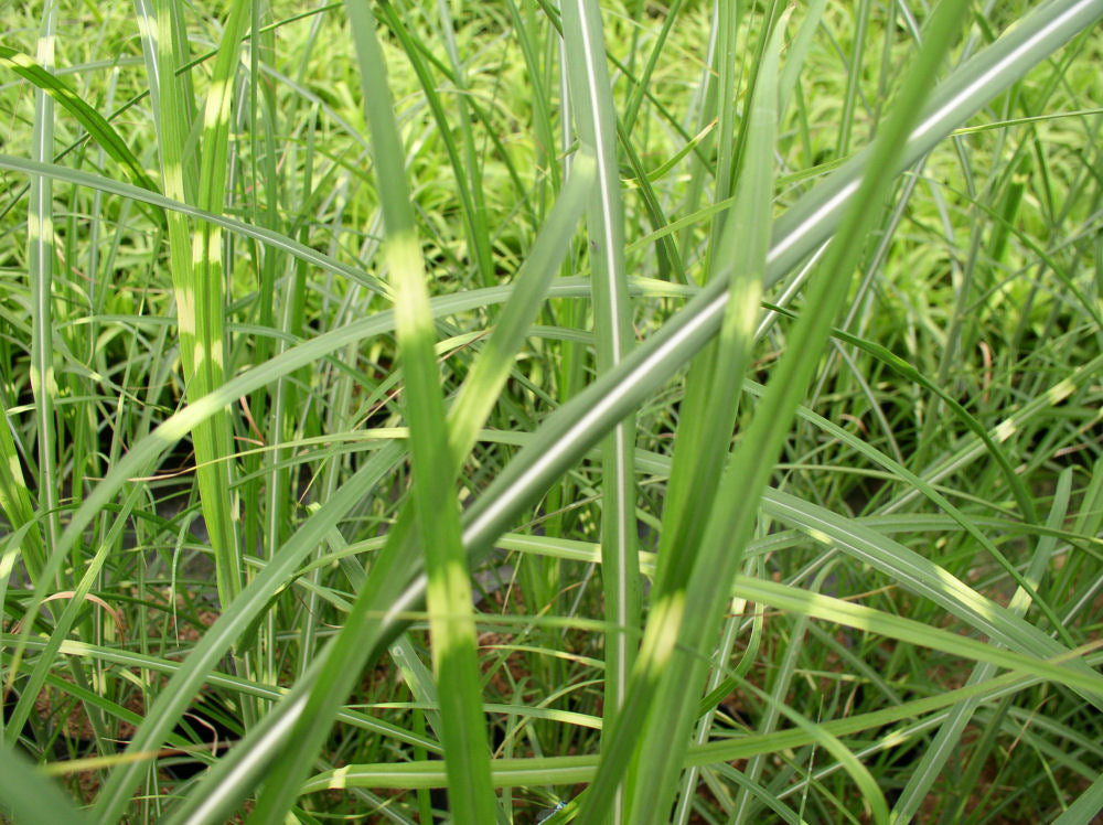 Zebra Grass (GRASS - M. S. ZEBRINUS) - 2 gallon