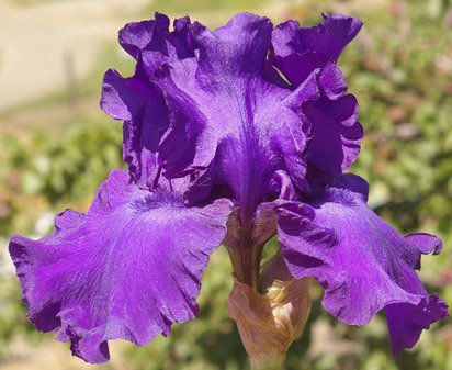 IRIS GERMANICA &