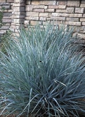 GRASS - LEYMUS A. &