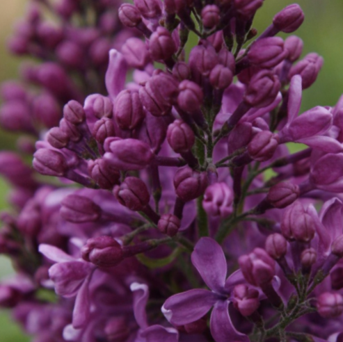 SYRINGA X &
