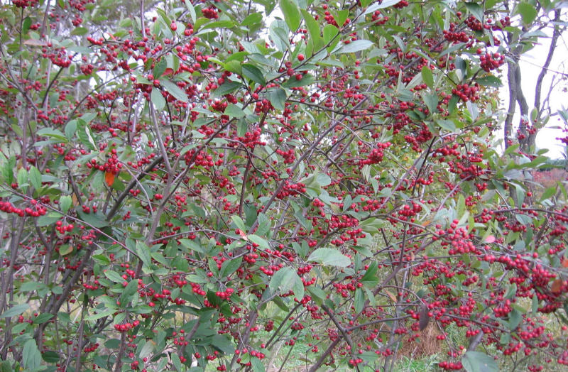 ARONIA ARB. &