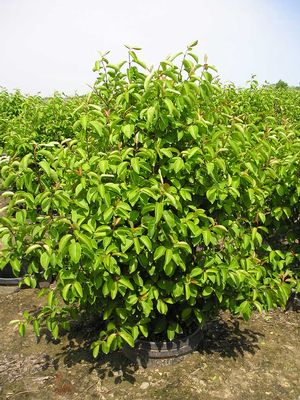 Summer Magic Blackhaw Viburnum (Viburnum prunifolium &