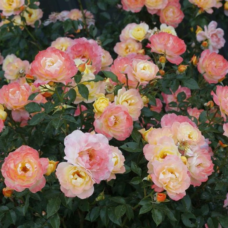 Rose Oso Easy® Italian Ice® (Rosa &