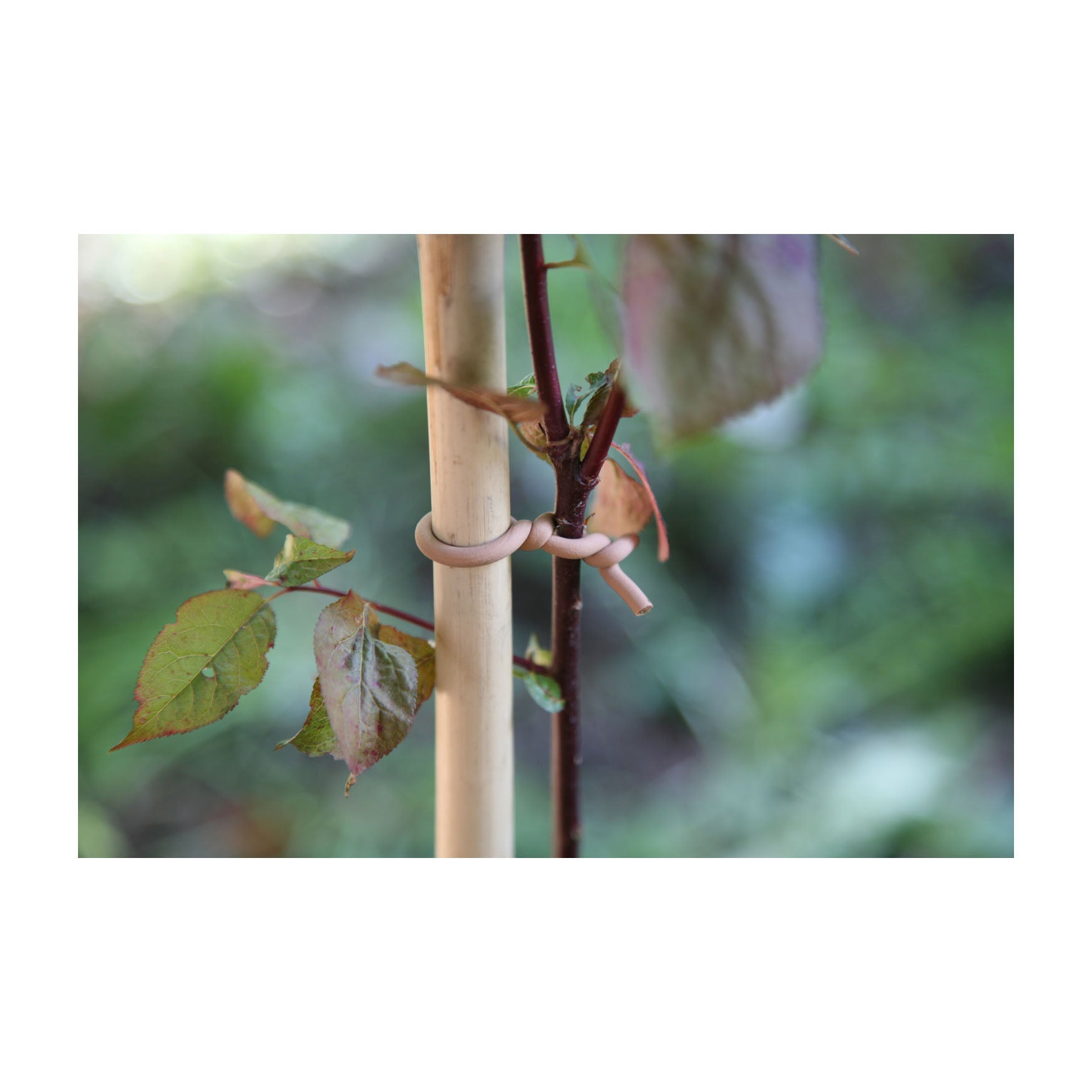 Slim Woody Soft Tie