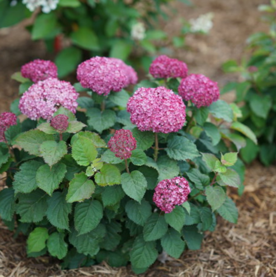 Invincibelle Mini Mauvette® Smooth hydrangea (Hydrangea arborescens &