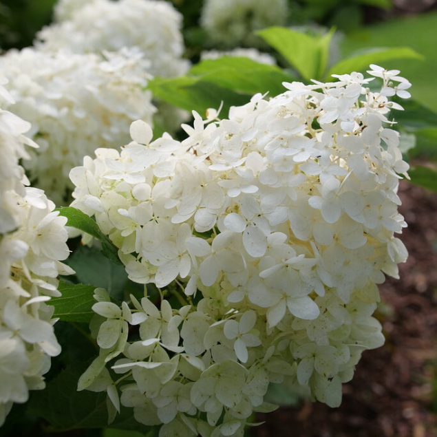 Puffer Fish® Panicle Hydrangea (Hydrangea &