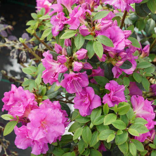 Perfecto Mundo® Double Purple Reblooming Azalea (Azalea &