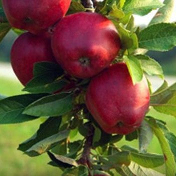 Jonathan Apple
(Malus &