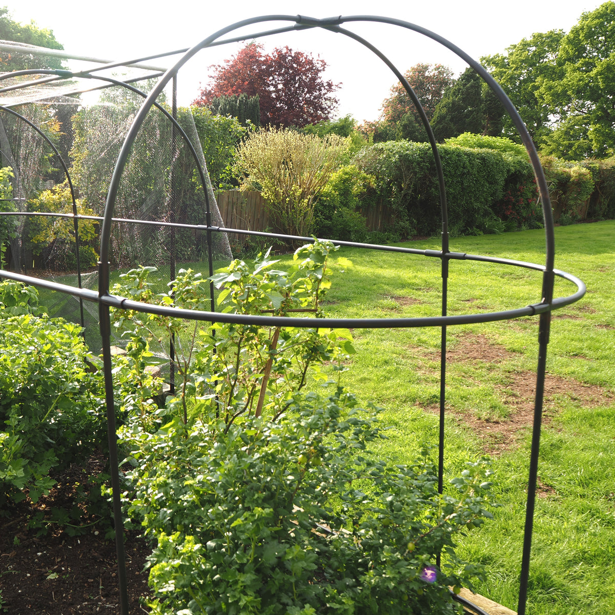 Long Fruit Cage