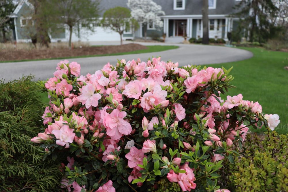 Perfecto Mundo Pink Carpet® Azalea (Rhododendron x &