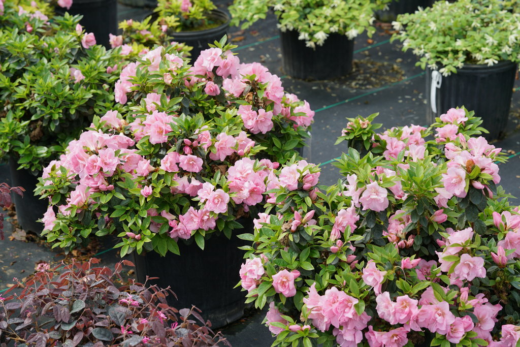 Perfecto Mundo® Double Pink Reblooming Azalea (Azalea &