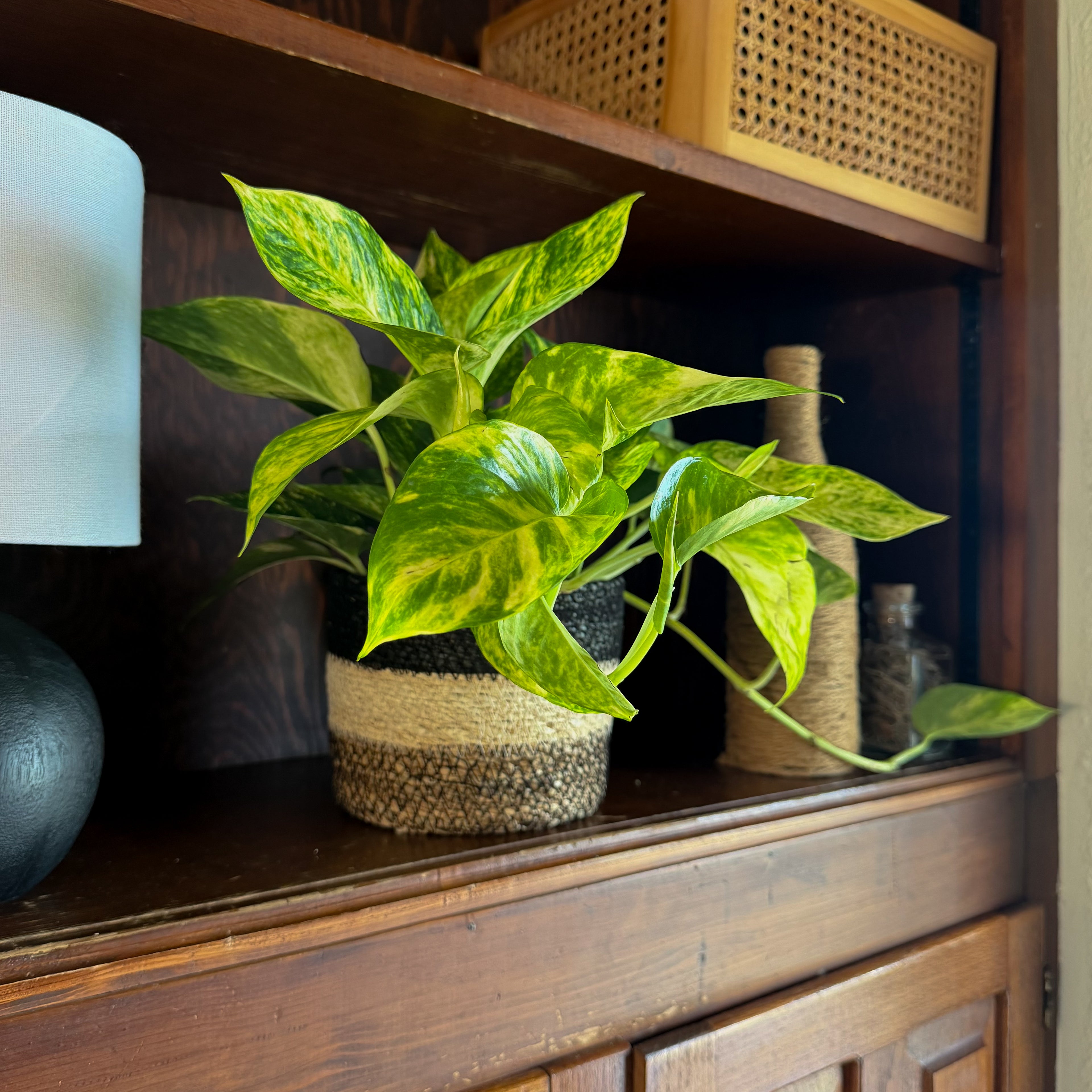 Pothos Hawaiian Hanging Basket (Epipremnum Aureum &