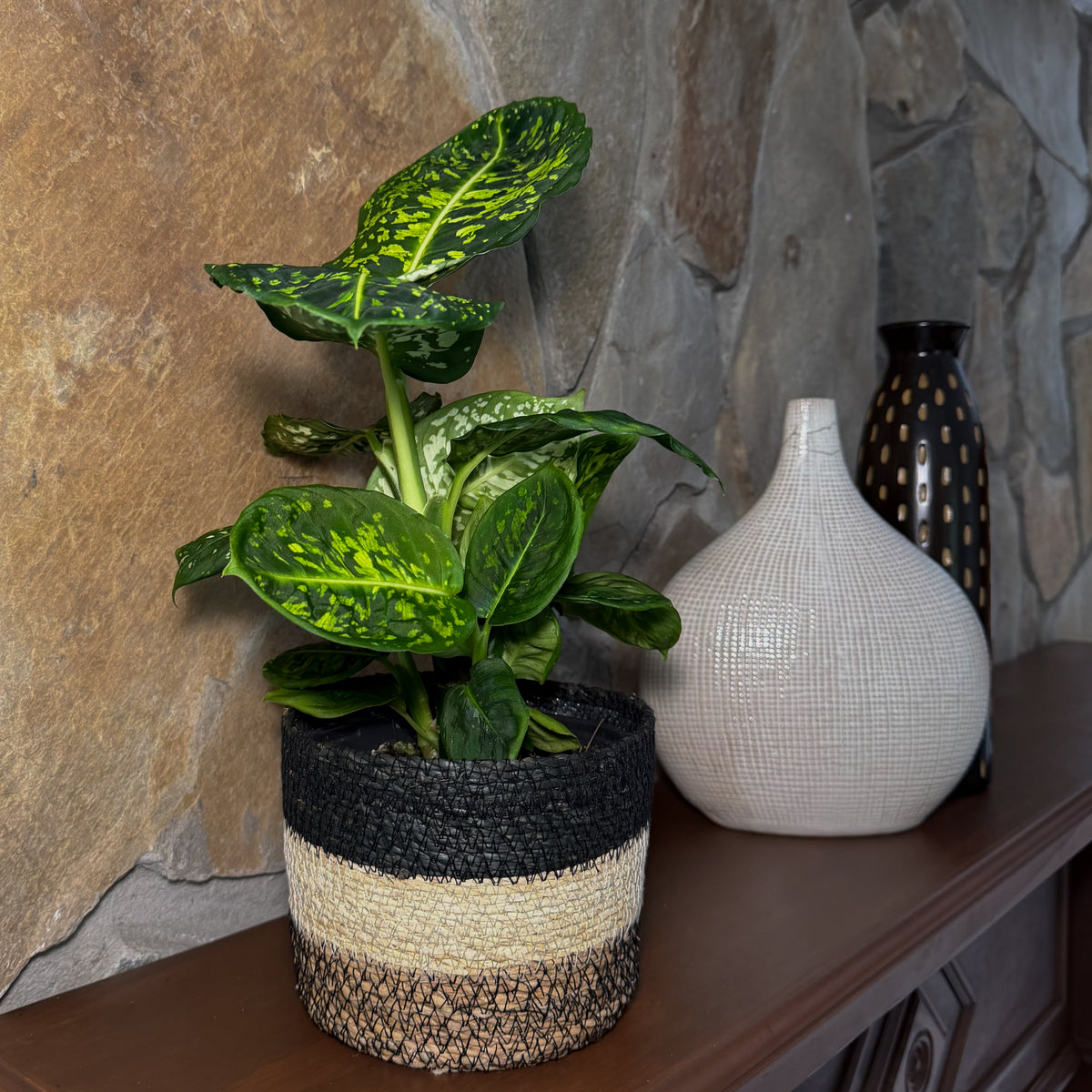 Dieffenbachia Reflector (Dieffenbachia Seguine &
