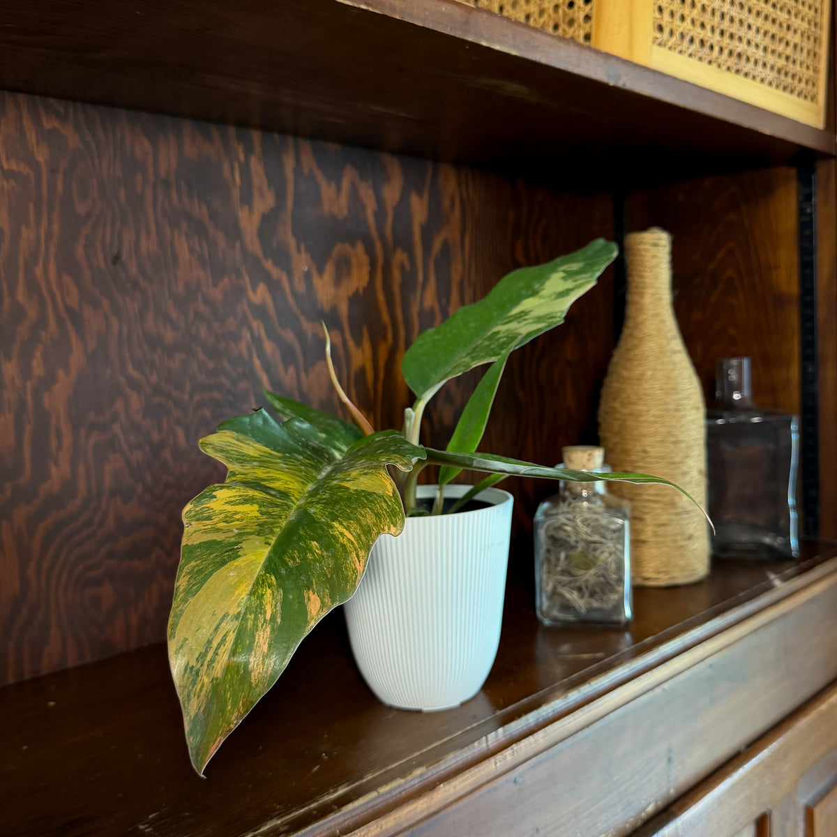 Philodendron Carmel Pluto Variegated (Philodendron &