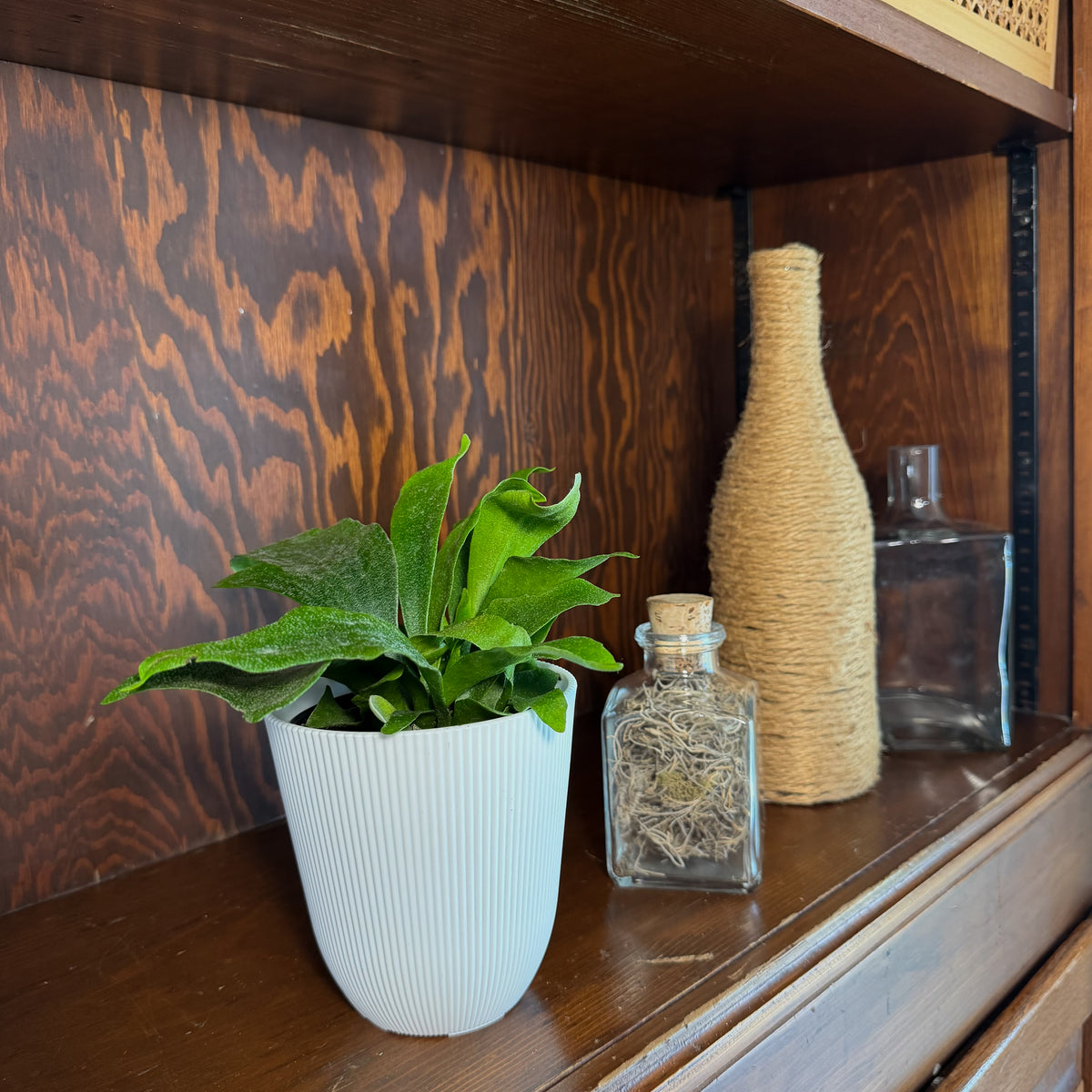Staghorn Netherlands Fern (Platycerium Bifurcatum &