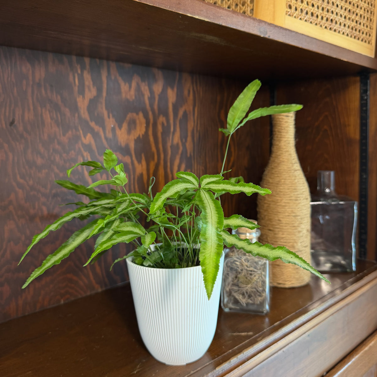 Silver Ribbon Fern (Pteris Cretica &