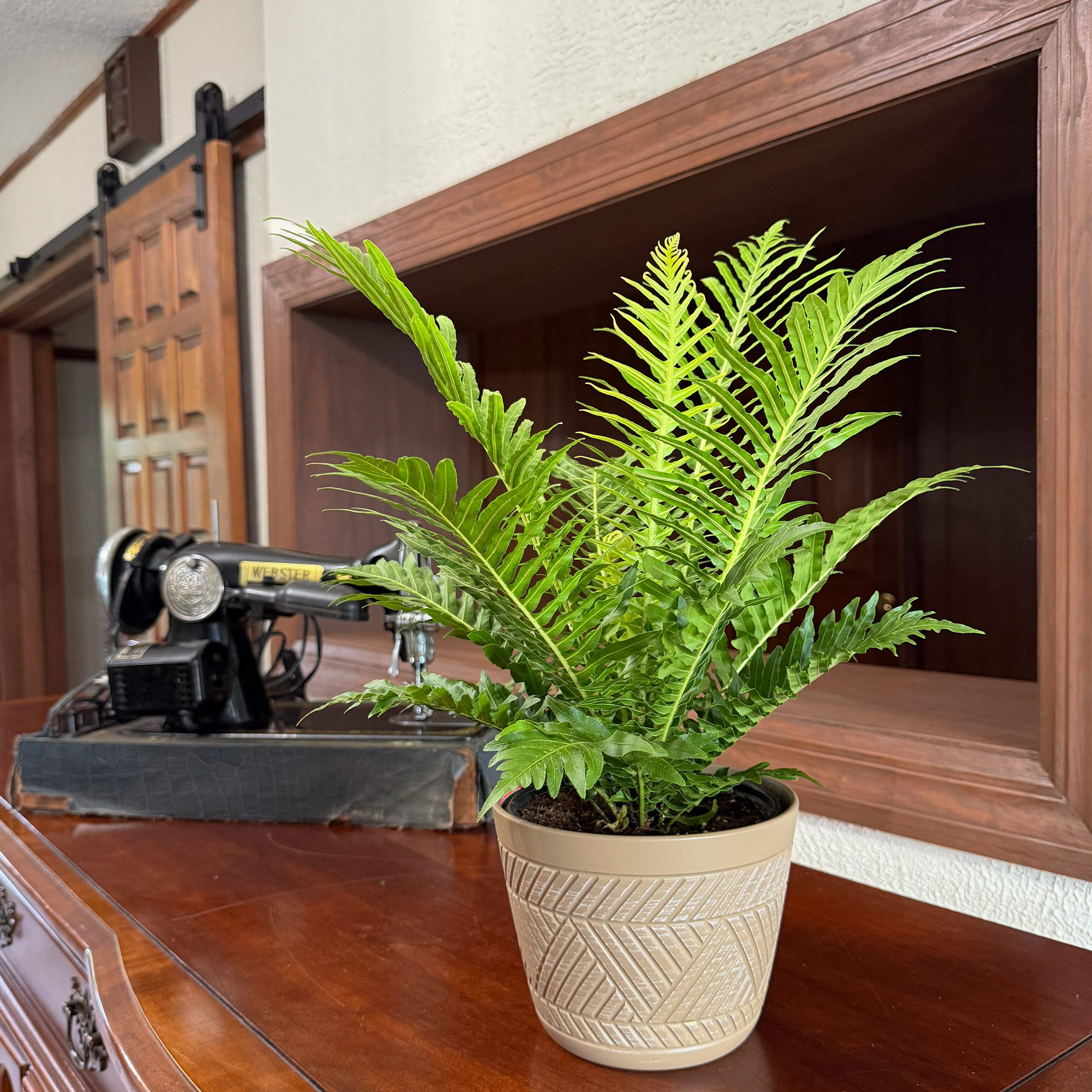Silver Lady Tree Fern (Blechnum Gibbum &