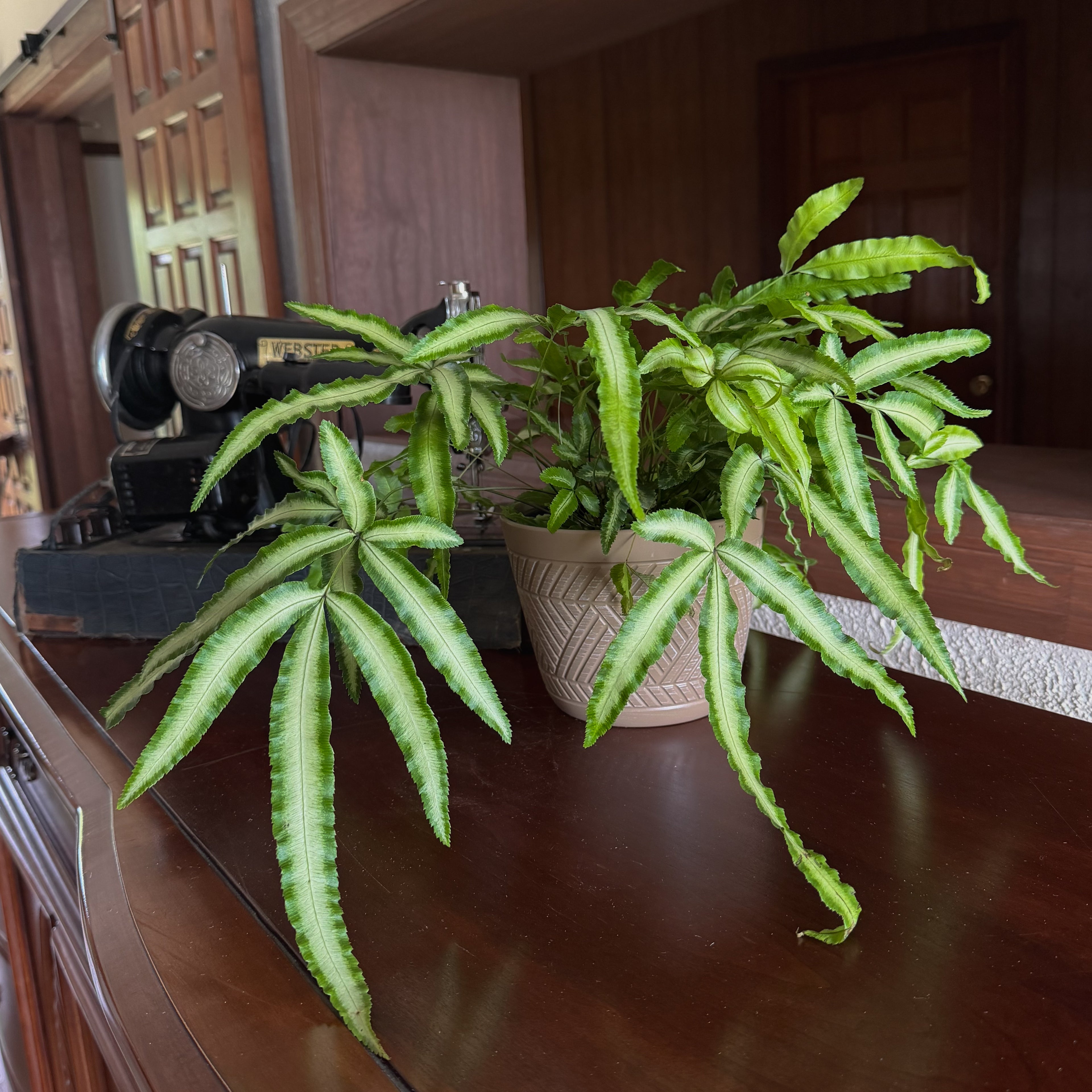 Silver Ribbon Fern (Pteris Cretica &
