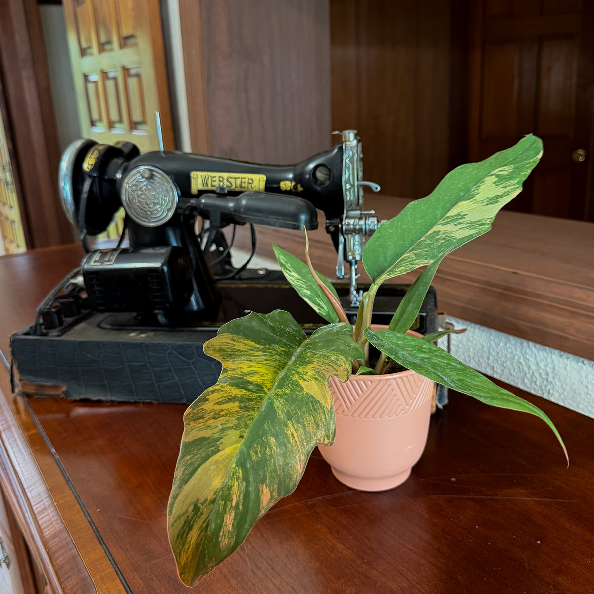 Philodendron Carmel Pluto Variegated (Philodendron &