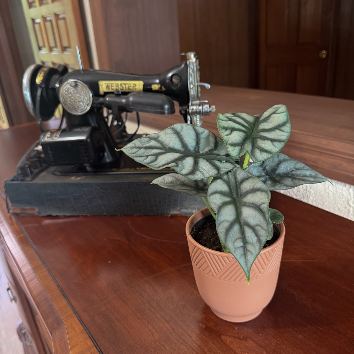 Alocasia Silver Dragon (Alocasia Baginda &