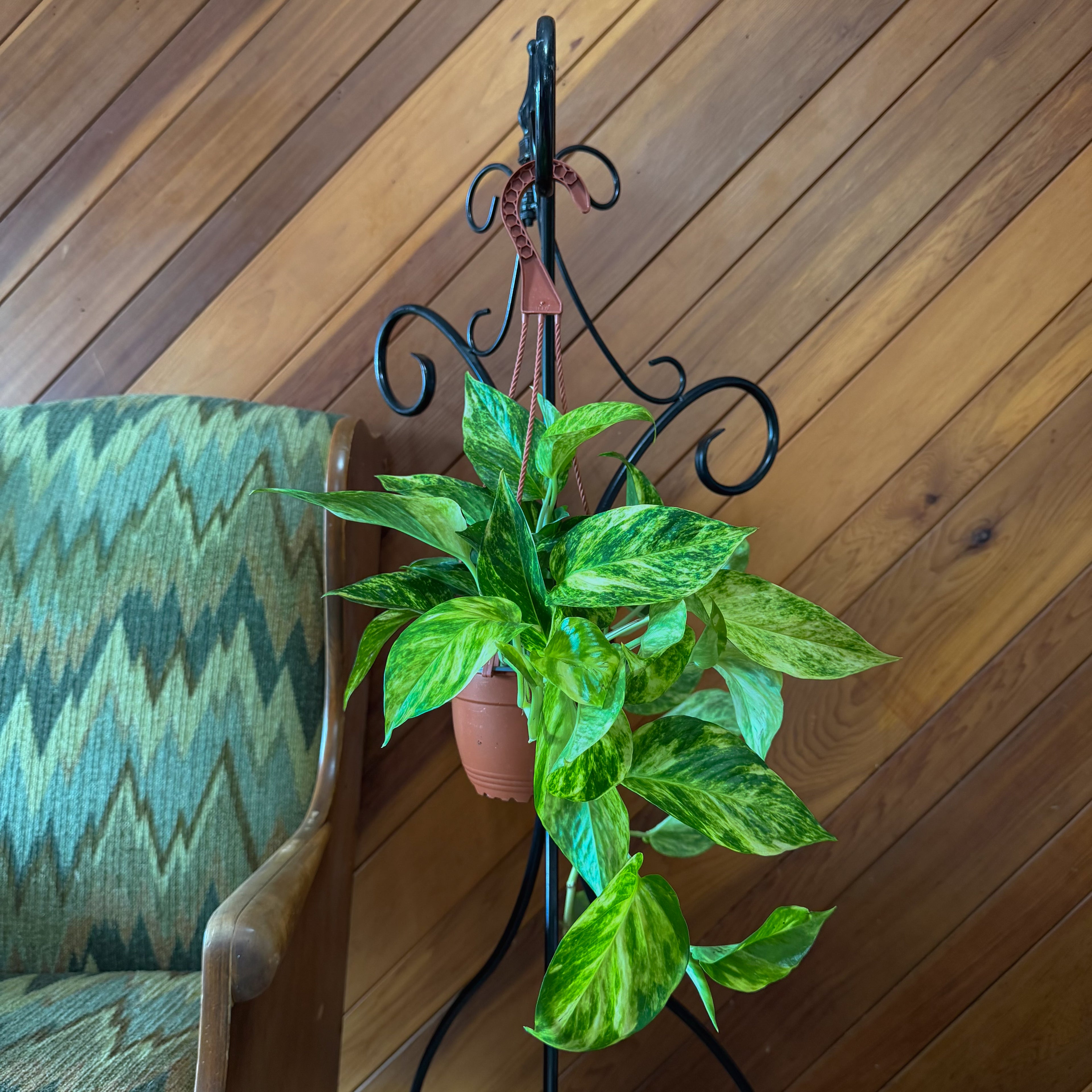 Pothos Hawaiian Hanging Basket (Epipremnum Aureum &