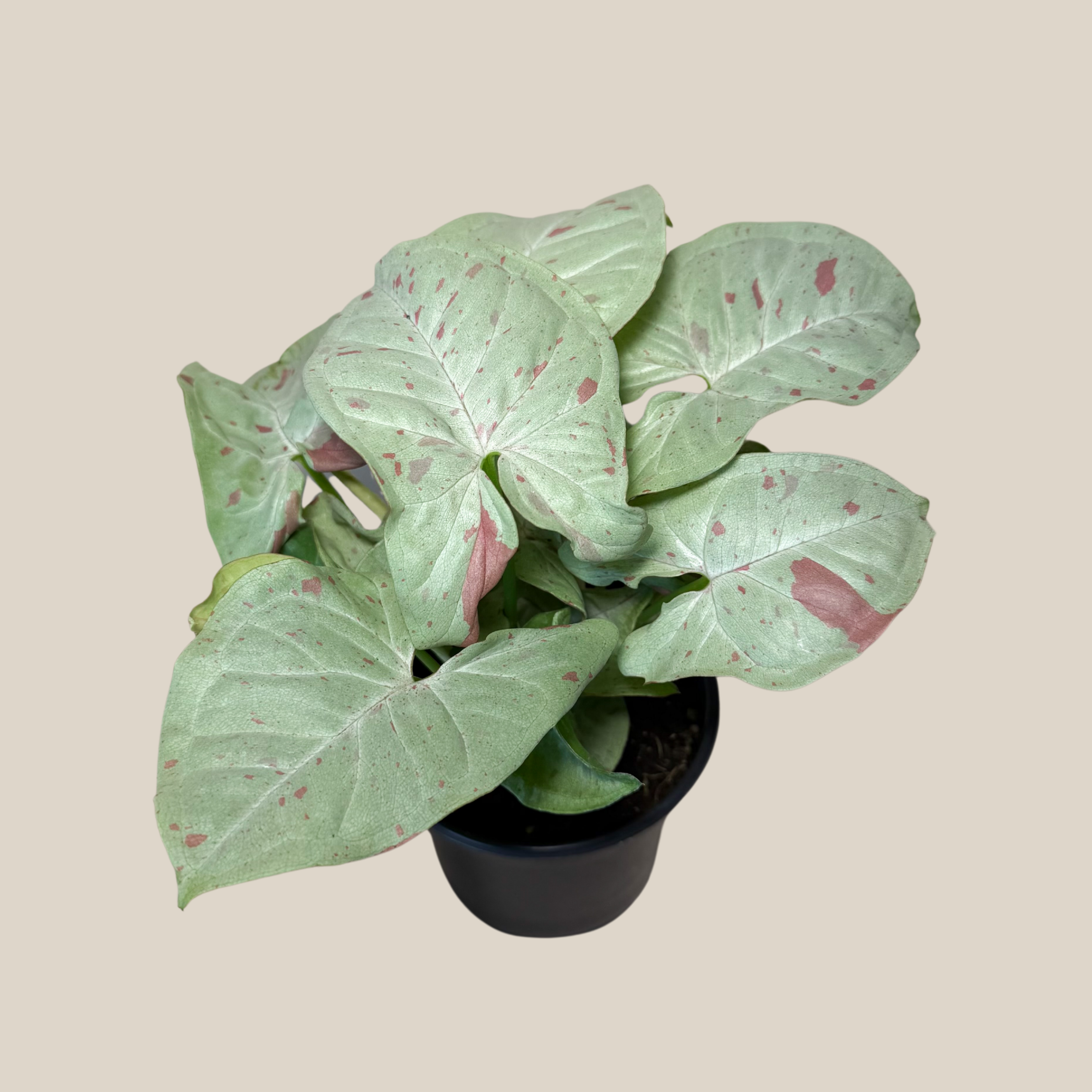 Syngonium Milk Confetti (Syngonium Podophyllum &
