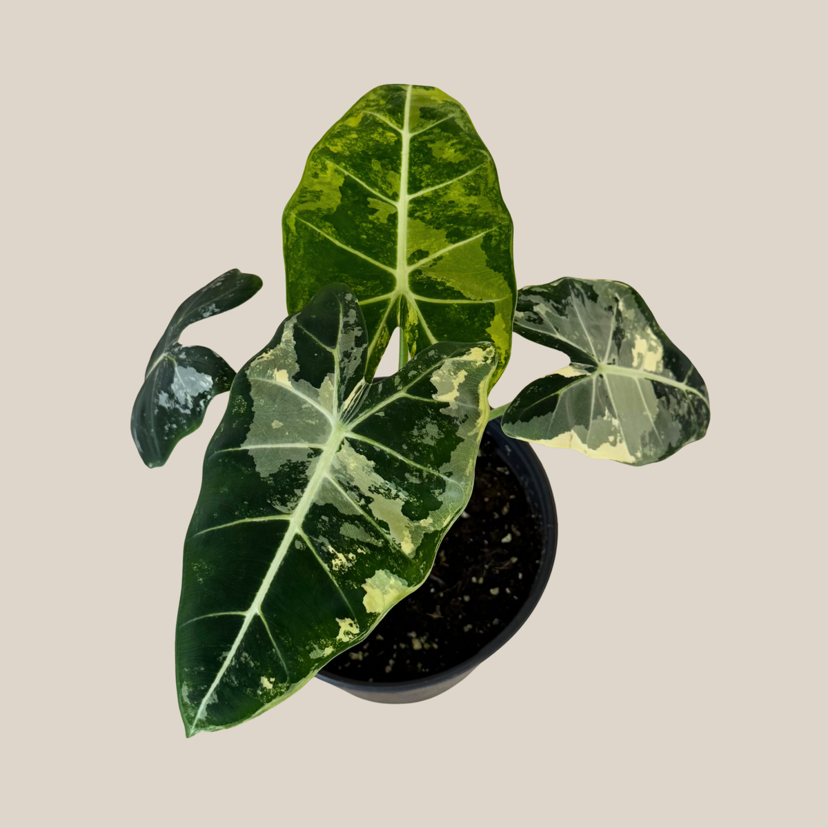 Alocasia Frydek Variegated (Alocasia Micholitziana &