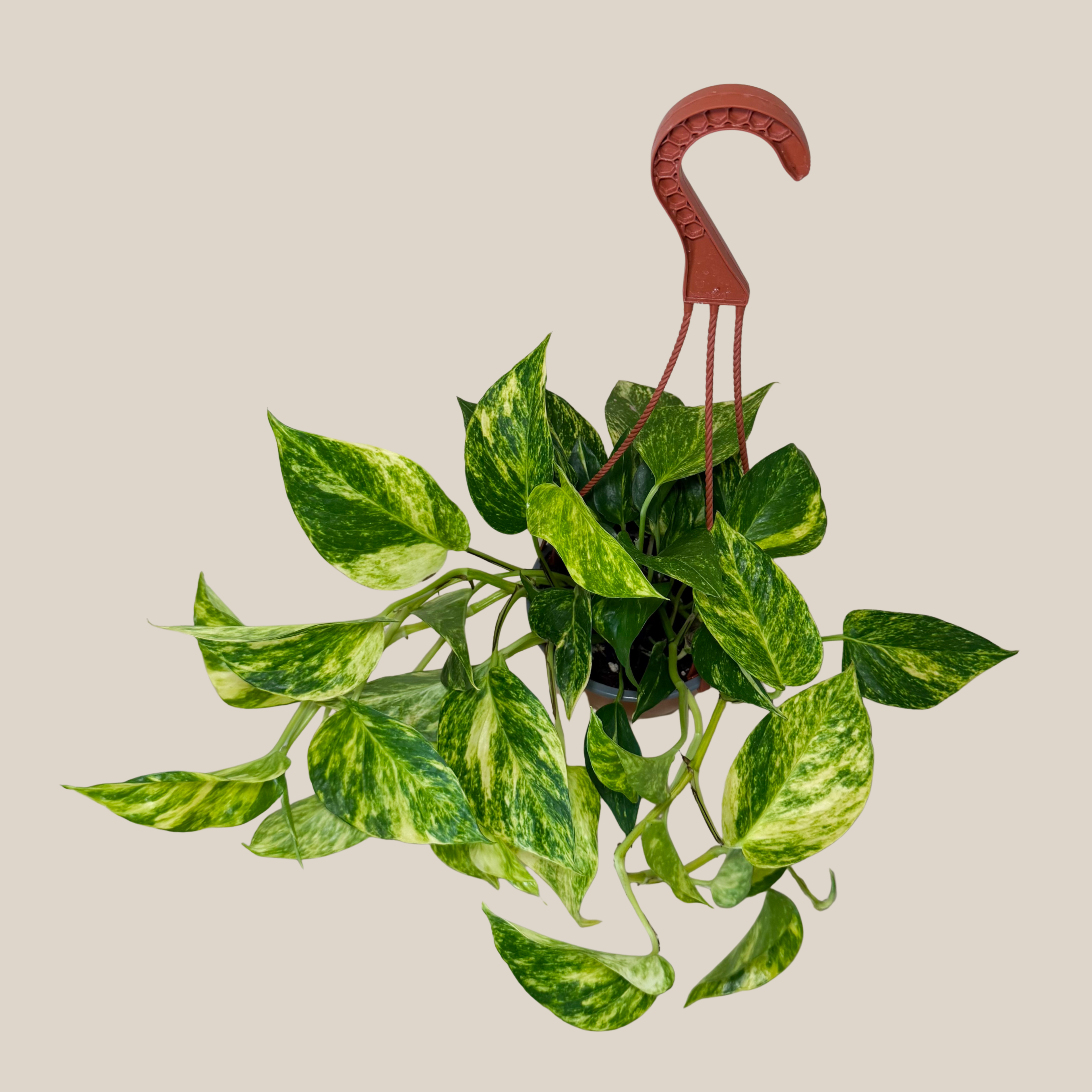 Pothos Hawaiian Hanging Basket (Epipremnum Aureum &