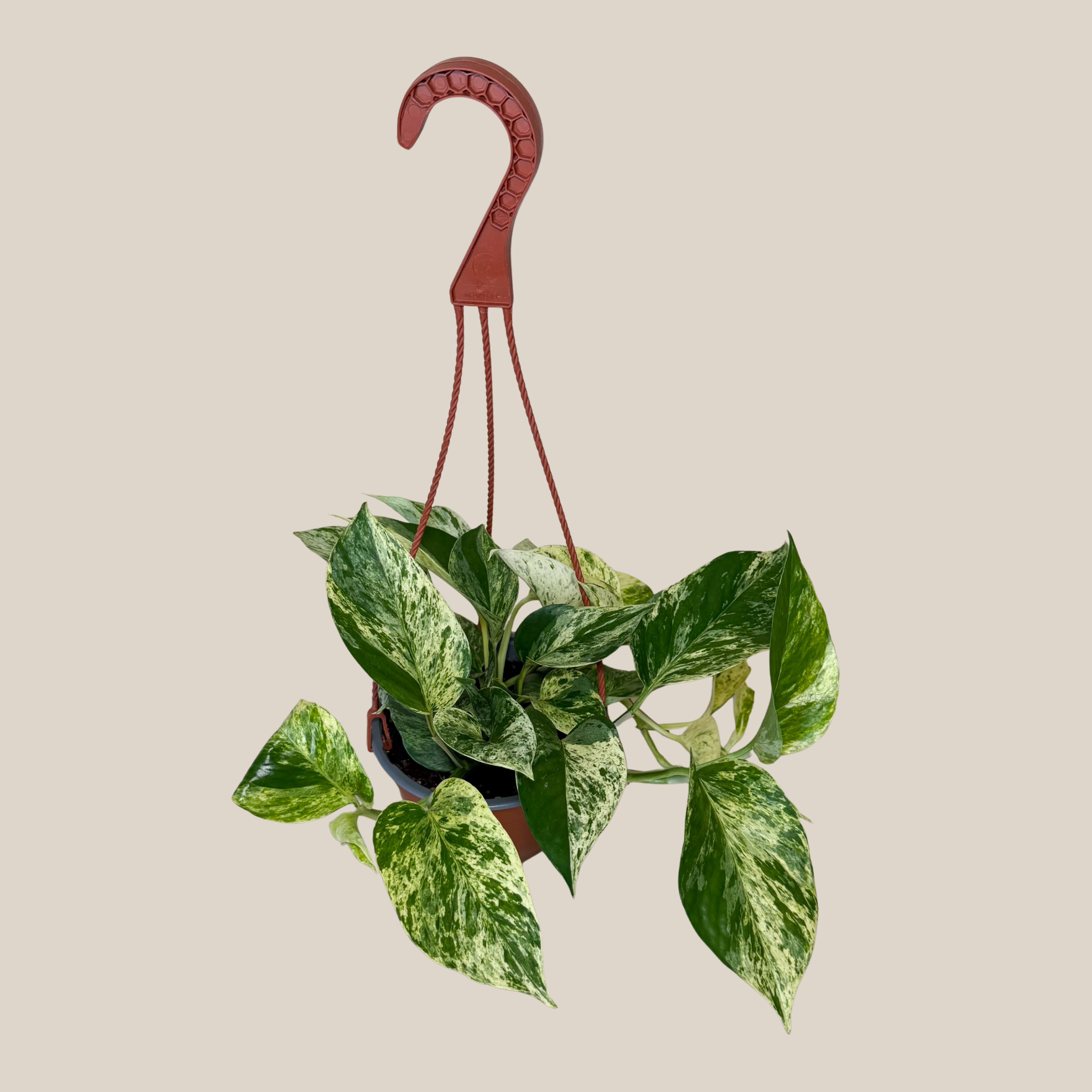 Pothos Marble Queen Hanging Basket (Epipremnum Aureum &