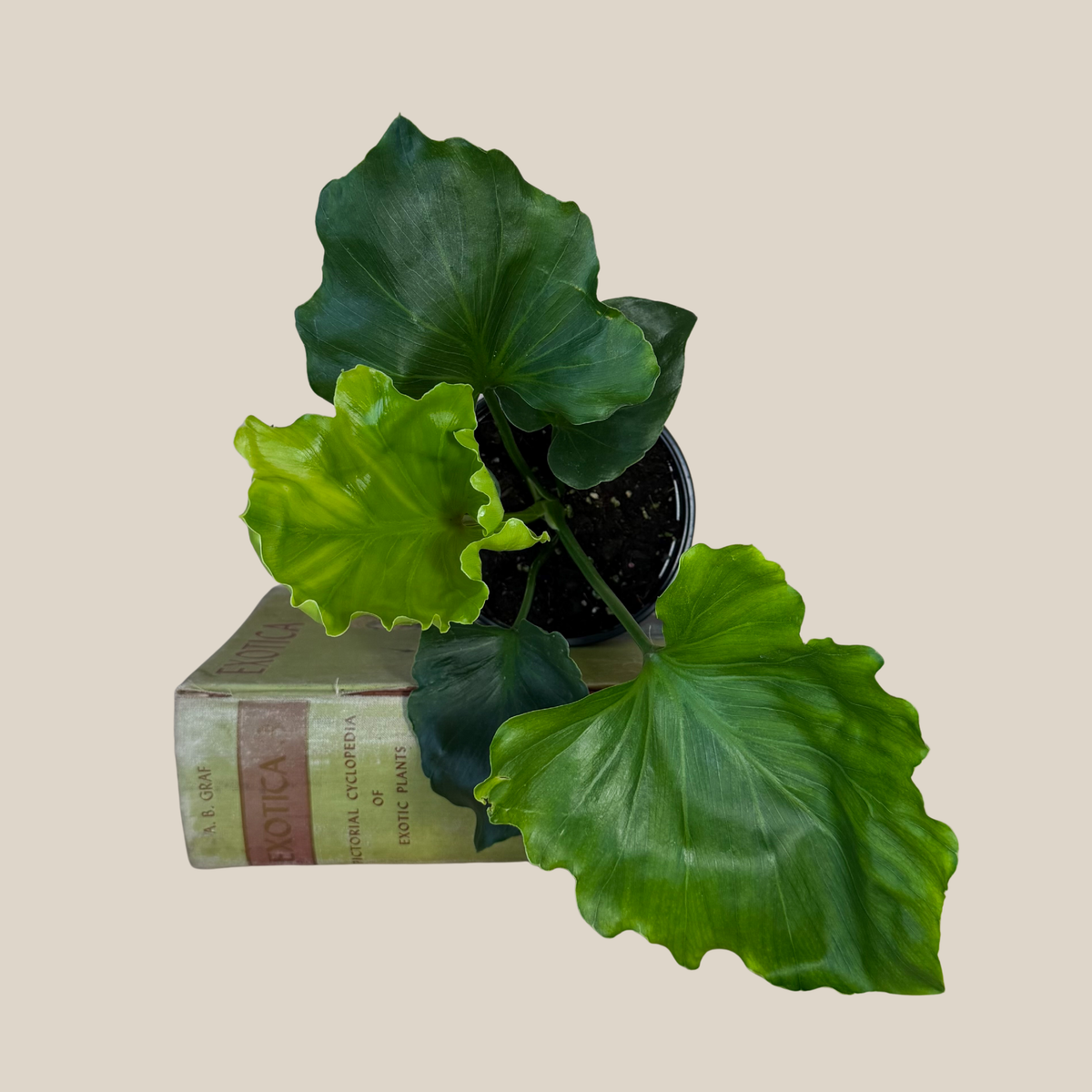 Philodendron Hope (Thaumatophyllum Bipinnatifidum &