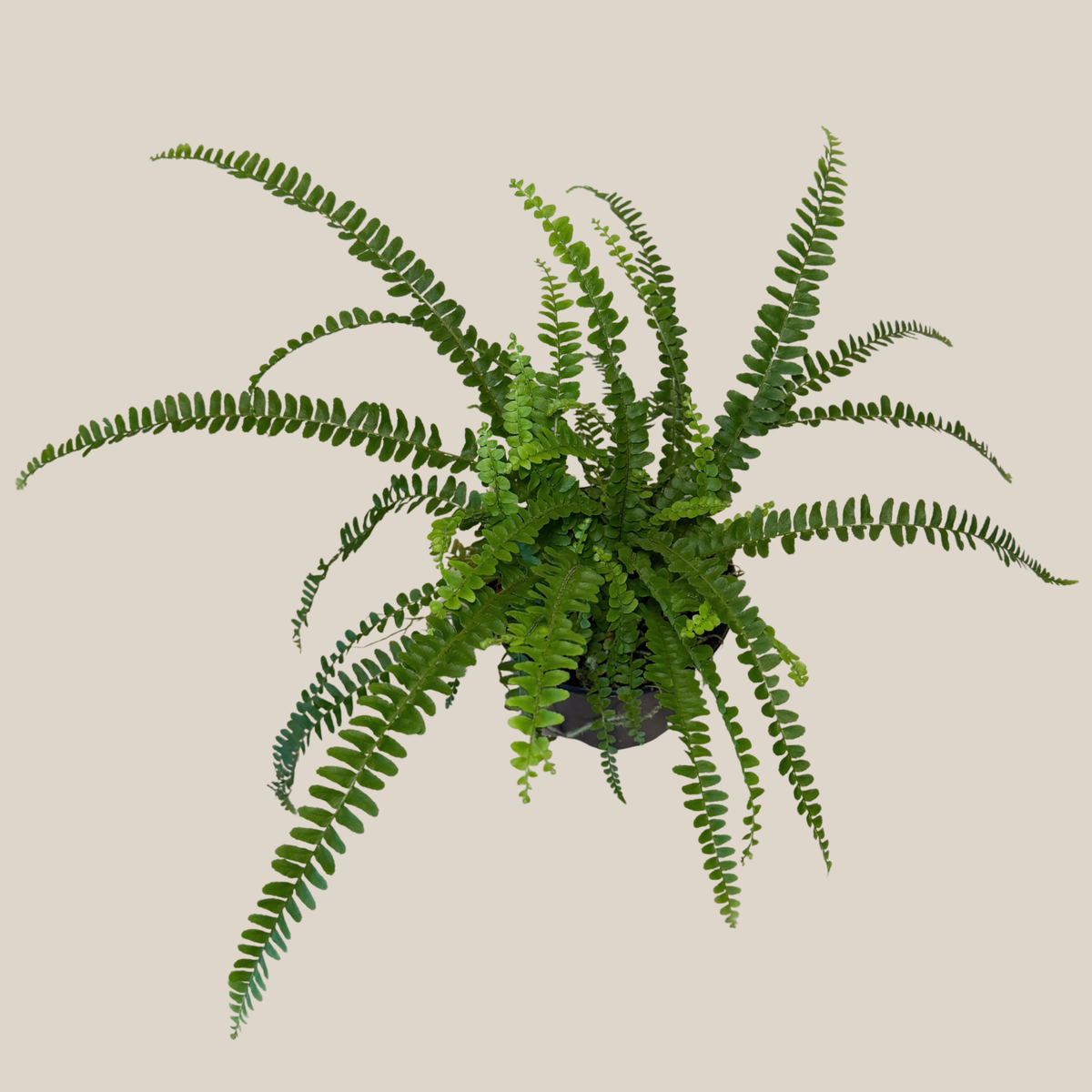 Lemon Button Fern (Nephrolepis Cordifolia &