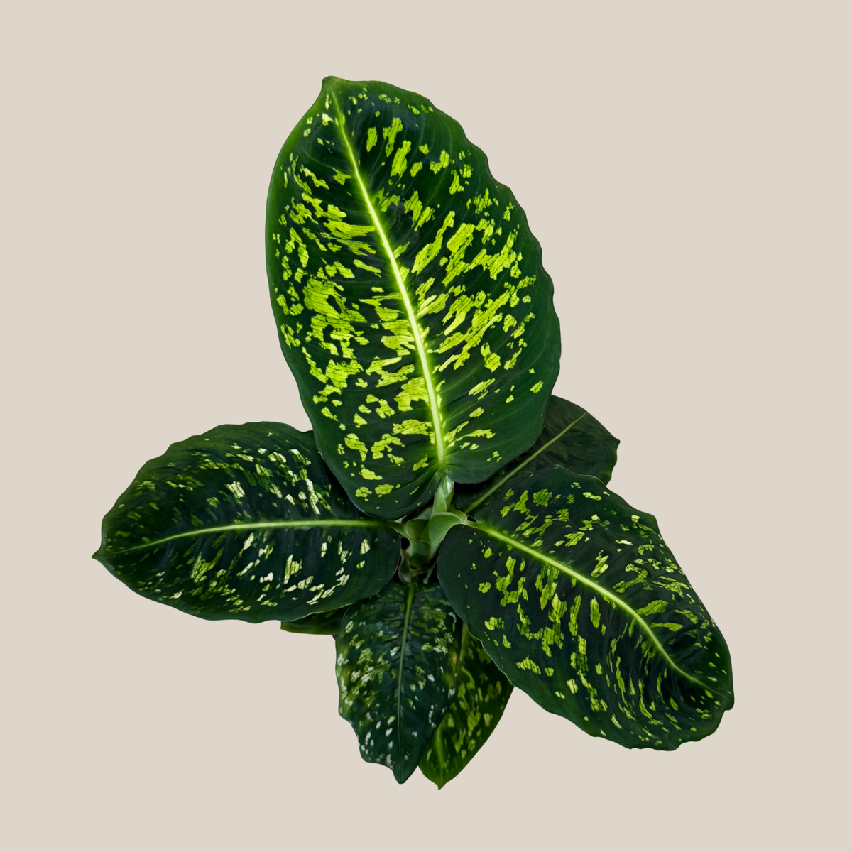 Dieffenbachia Reflector (Dieffenbachia Seguine &