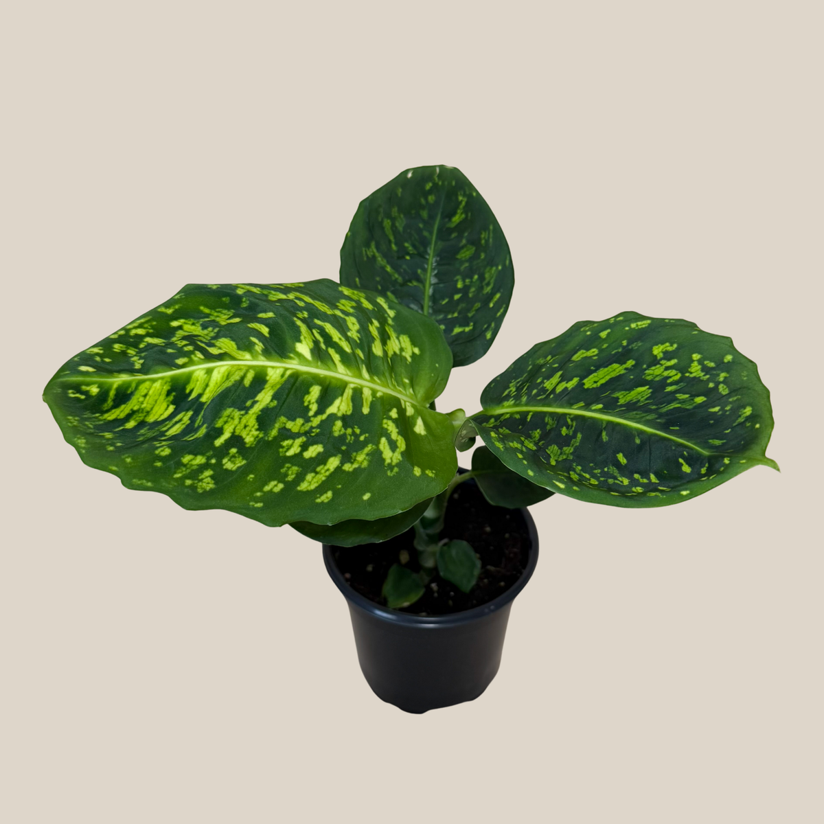 Dieffenbachia Reflector (Dieffenbachia Seguine &