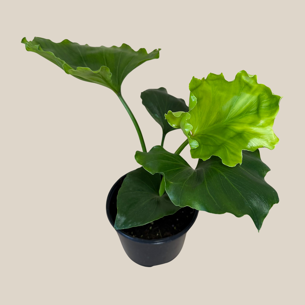 Philodendron Hope (Thaumatophyllum Bipinnatifidum &