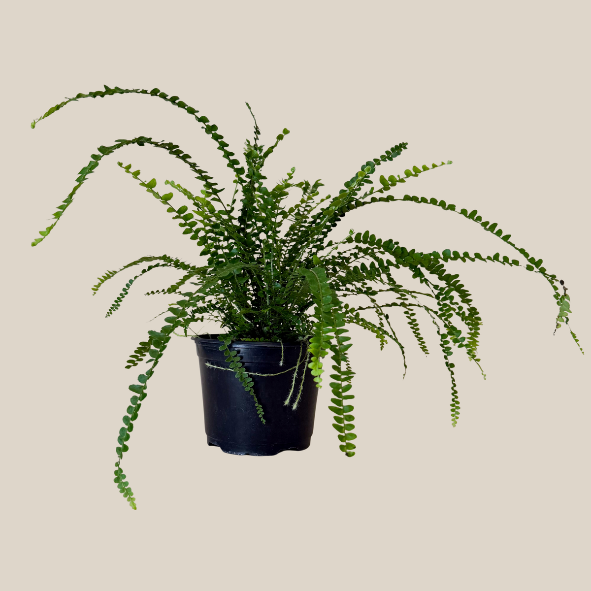 Lemon Button Fern (Nephrolepis Cordifolia &
