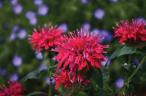 Sugar Buzz® Cherry Pops Bee Balm (Monarda &