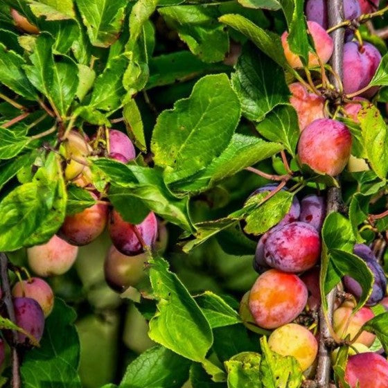 Santa Rosa Japanese Plum (Prunus &