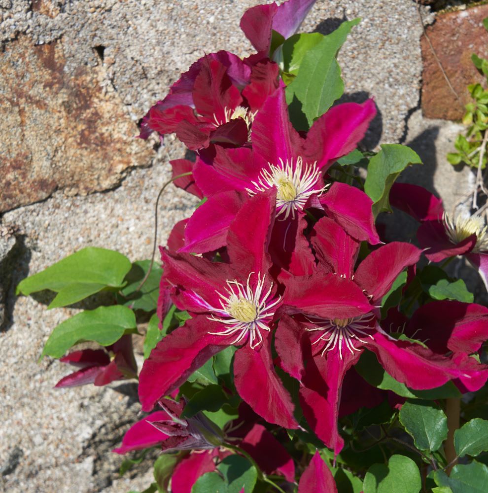Elpis™ Clematis (Clematis elpis) - 1 gallon
