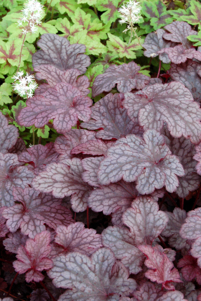 Plum Pudding™ Coral Bells (Heuchera plum &