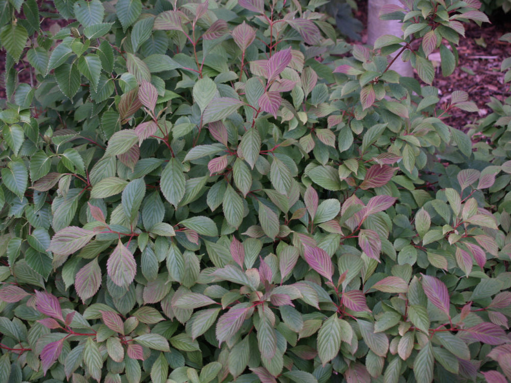 Dwarf Fragrant Viburnum (Viburnum farreri &