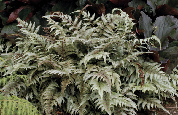 Japanese Painted Fern (Athyrium nipponicum &