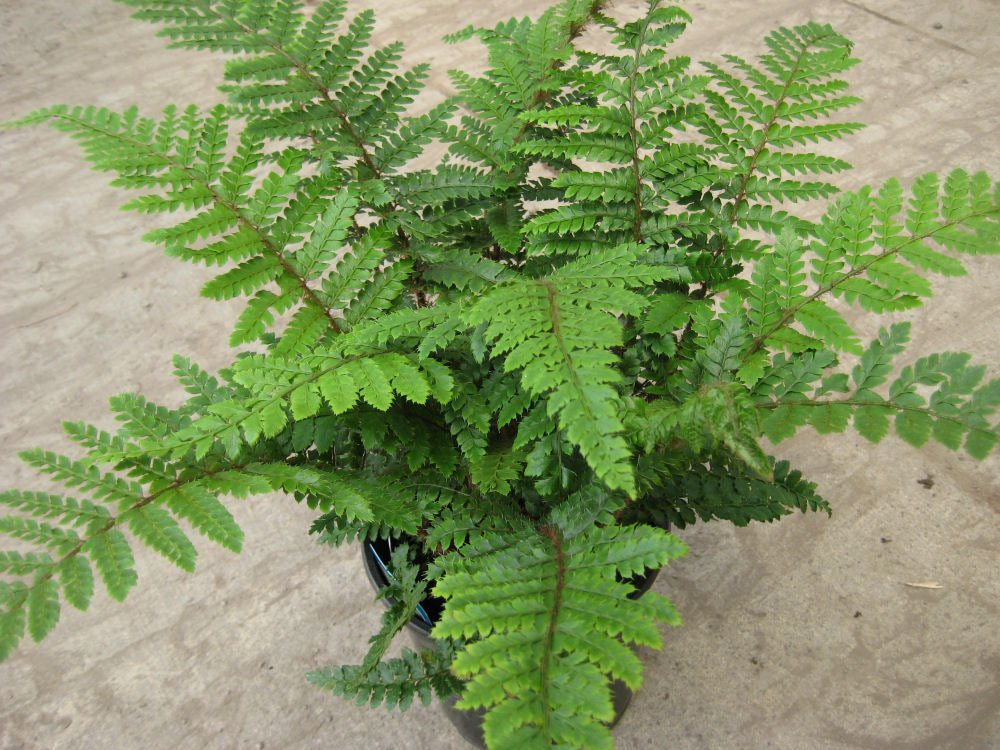Tassel Fern (Polystichum polyblepharum &