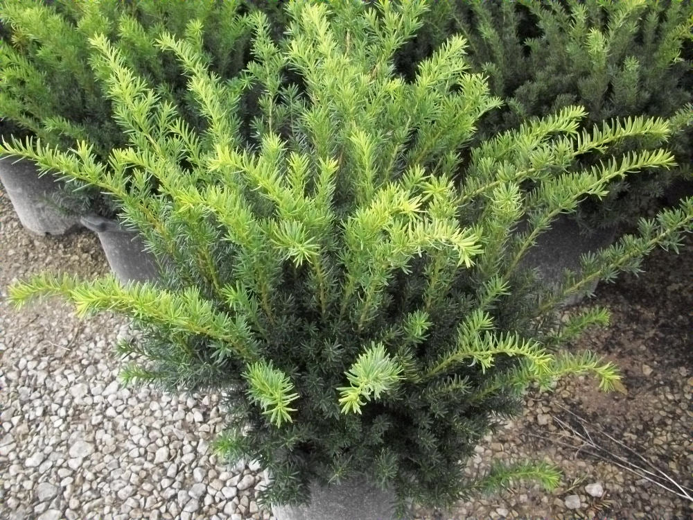 Densiformis Yew (Taxus x media &