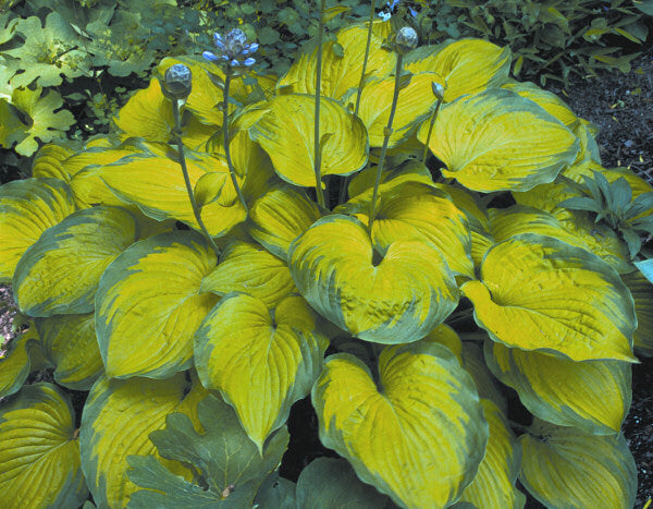 Old Glory Plantain Lily (Hosta &