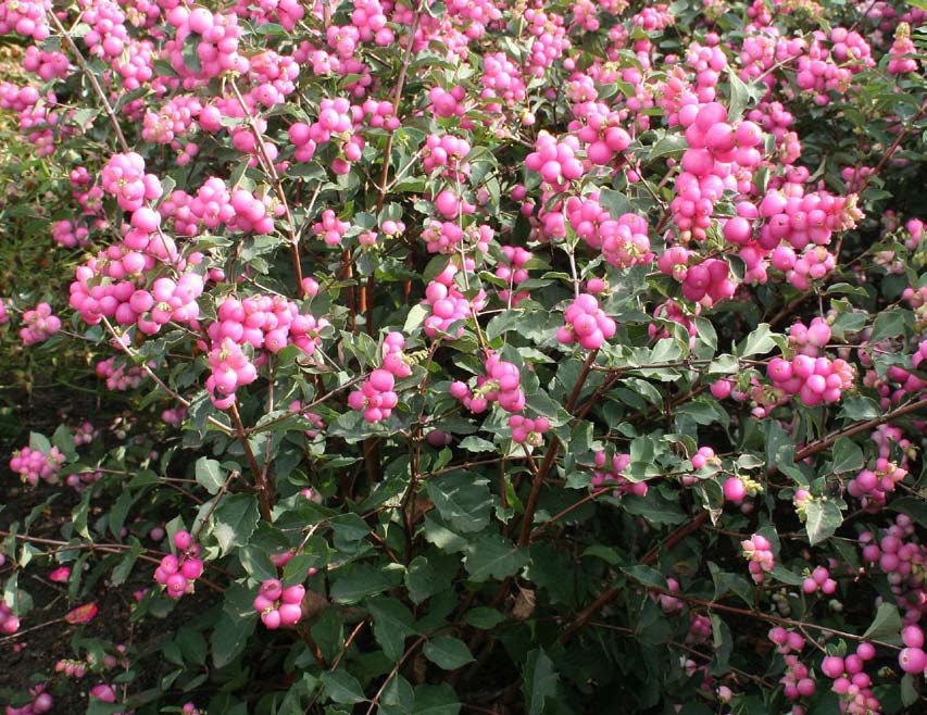 Magical® Galaxy Snowberry (Symphoricarpos &