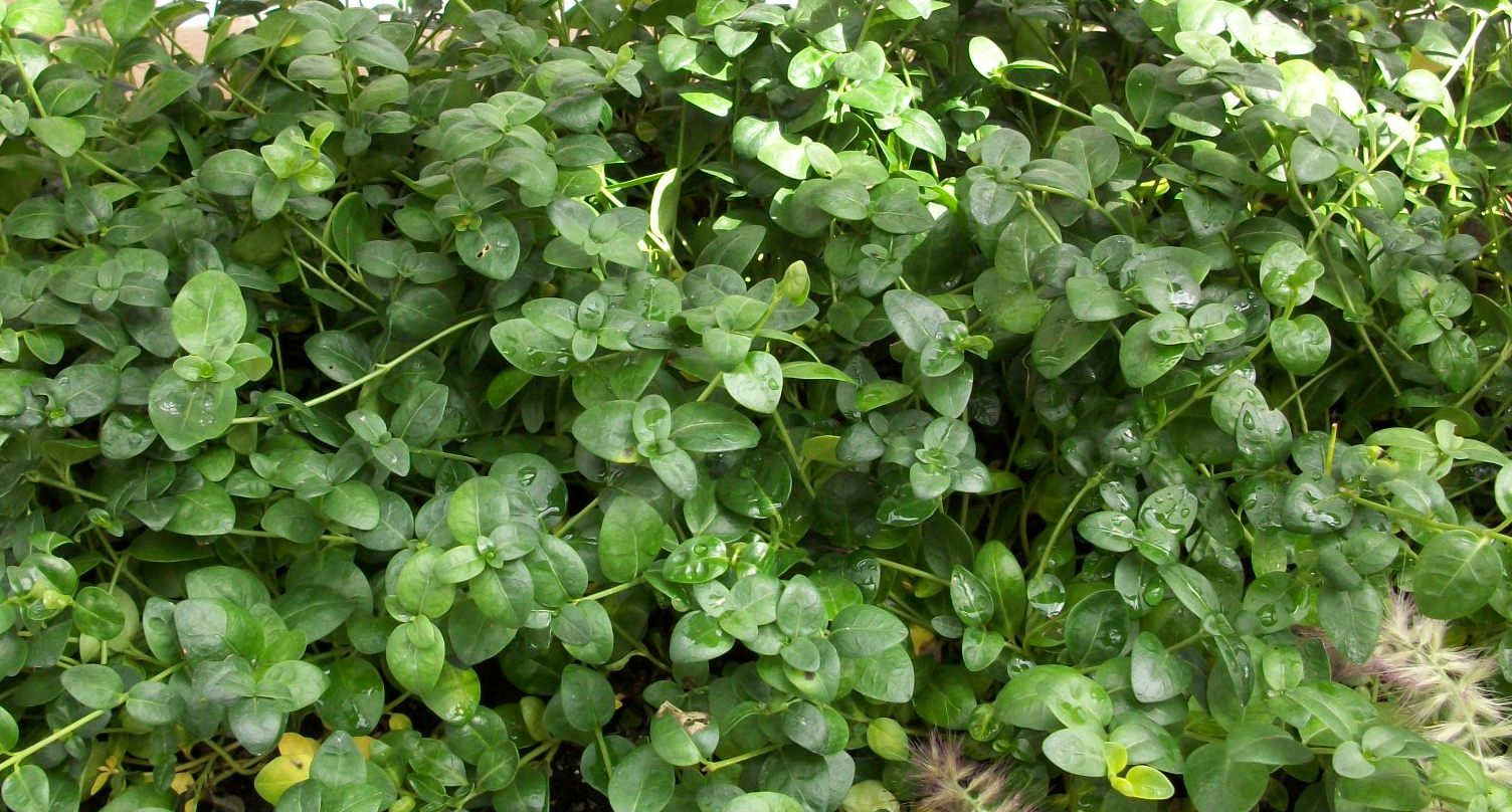 Bowles Dwarf Periwinkle (Vinca minor &