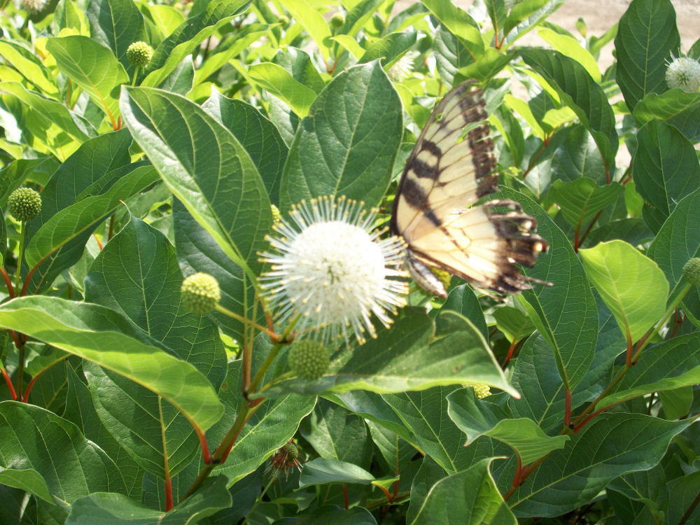 Magical® Moonlight ButtonBush (Cephalanthus magical &