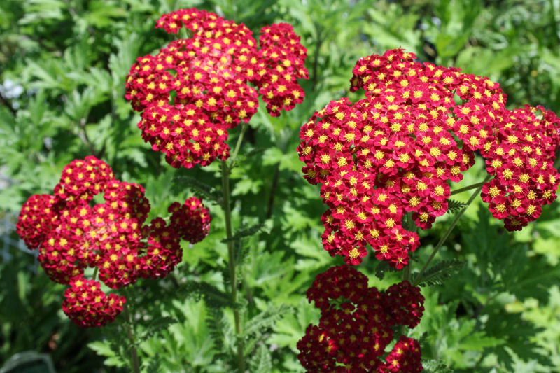 Strawberry Seduction Yarrow (Achillea millefolium &